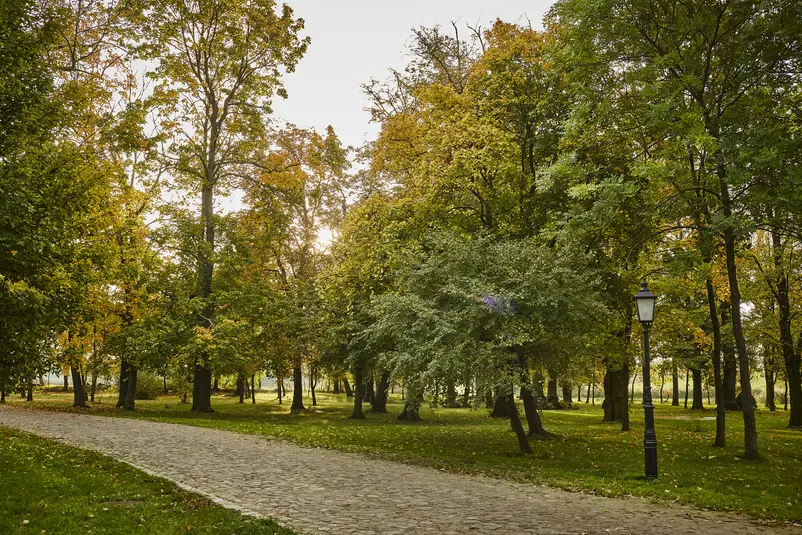  Park miejski o poranku z alejką z kostki brukowej, oświetloną latarnią, otoczoną drzewami w letnich kolorach. 