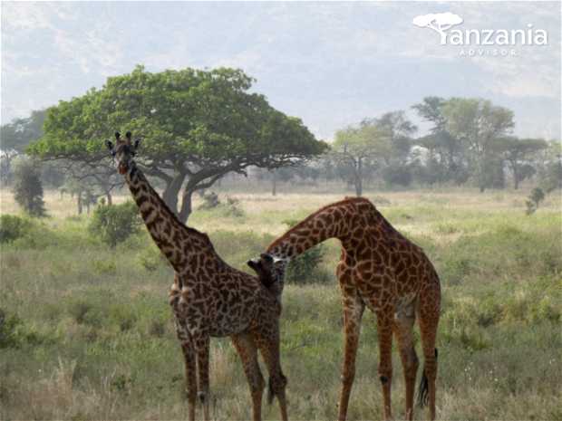 Tanzania Advisor - Podróż poślubna - photo - 2