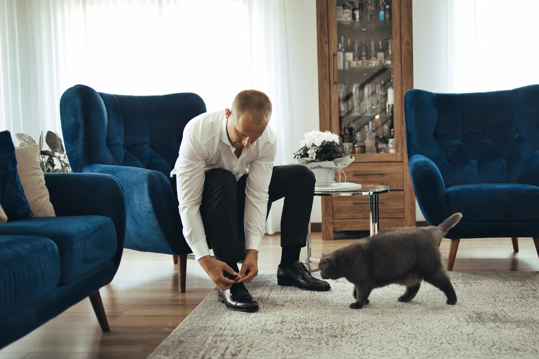 Mężczyzna w białej koszuli wiąże buty w eleganckim salonie z niebieskimi fotelami, obok niego szary kot na dywanie.
