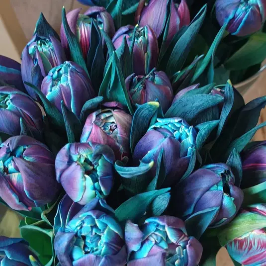  Bukiet fioletowo-niebieskich tulipanów, ujęcie z bliska. 